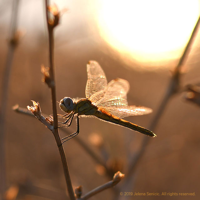 Fragile