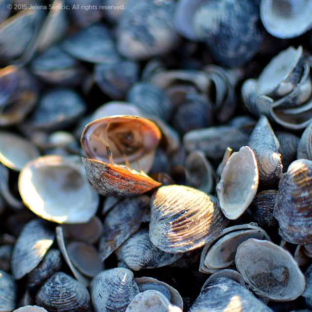 Rhapsody in Blue